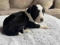 Buddy, a male Poodle - Toy  and Miniature Aussiedoodle for sale in Rome, GA – 2 of 4
