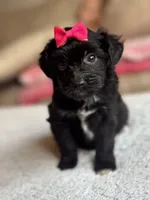 Bella, a female Poodle - Toy  and Miniature Aussiedoodle for sale in Rome, GA – 2 of 5