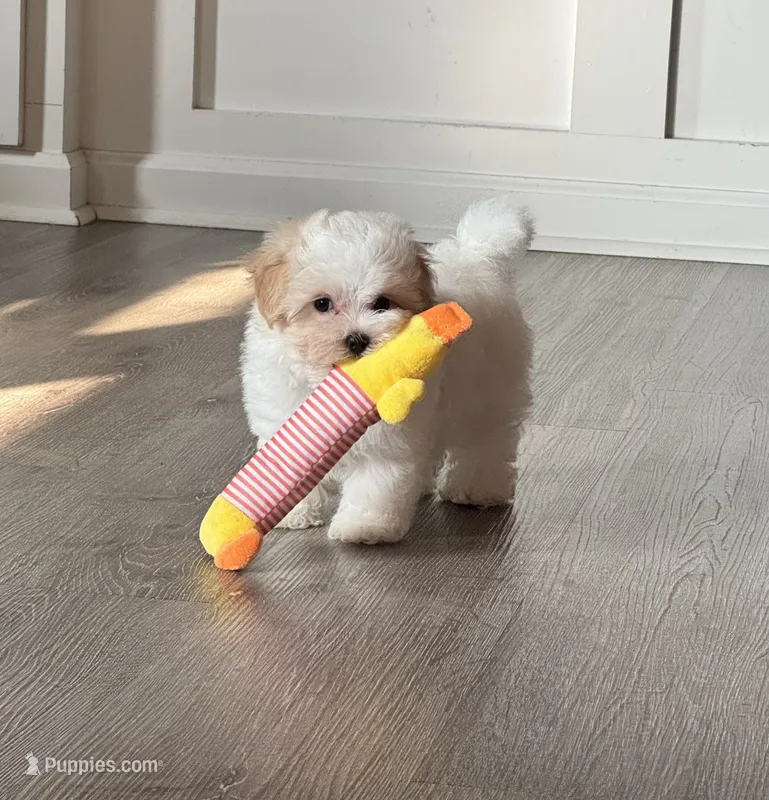 Marshmallow  – Maltipoo puppy for sale in Rome, GA