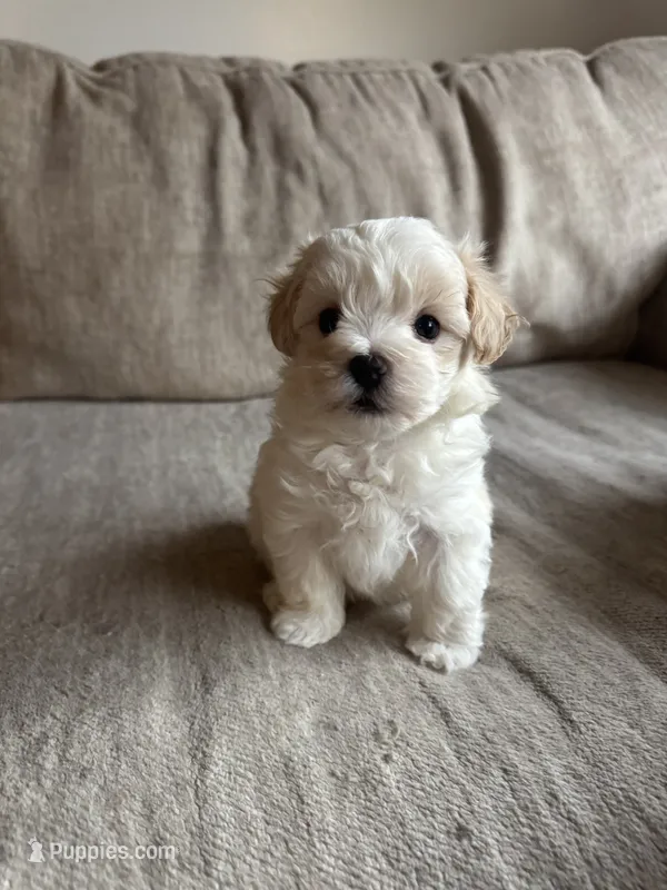 Marshmallow  – Maltipoo puppy for sale in Rome, GA