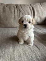 Marshmallow , a male Maltipoo for sale in Rome, GA – 1 of 4