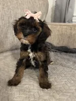 Stella, a female Cavapoo for sale in Rome, GA – Photo 3 of 3