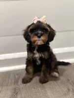 Stella, a female Cavapoo for sale in Rome, GA – Photo 2 of 3