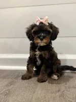 Stella, a female Cavapoo for sale in Rome, GA – Photo 1 of 3