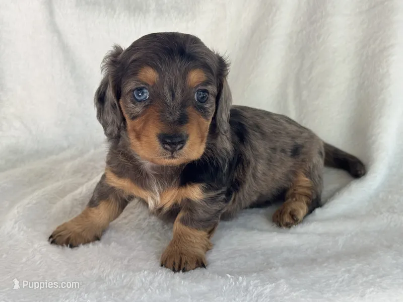 Buddy – Miniature Dachshund puppy for sale in Rome, GA