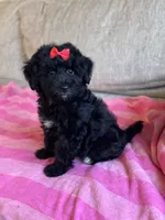 Bella, a female Poodle - Toy  and Miniature Aussiedoodle for sale in Rome, GA – 3 of 3