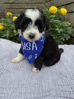 Oreo, a male Poodle - Toy  and Miniature Aussiedoodle for sale in Rome, GA – 2 of 5