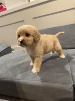 Max, a male Cavapoo for sale in Rome, GA – Photo 4 of 4