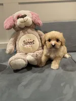 Max, a male Cavapoo for sale in Rome, GA – Photo 3 of 4