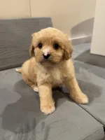 Max, a male Cavapoo for sale in Rome, GA – Photo 1 of 4