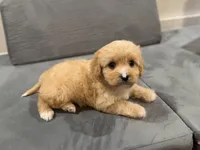 Max, a male Cavapoo for sale in Rome, GA – Photo 2 of 4