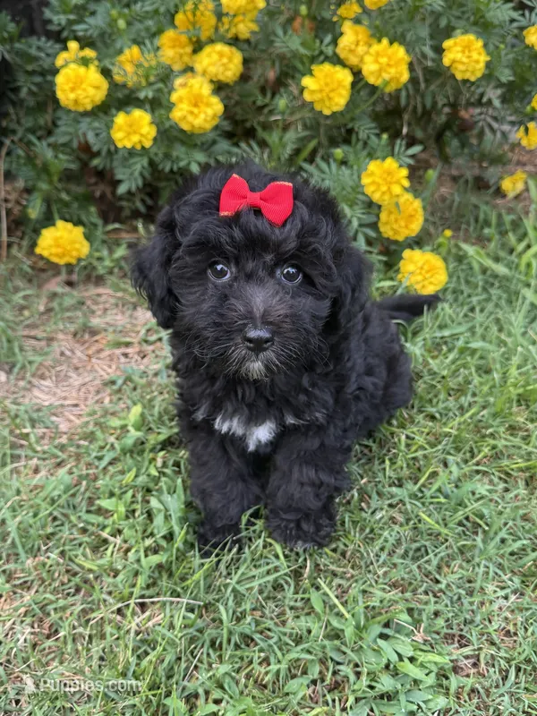 Bella – Poodle - Toy , Miniature Aussiedoodle puppy for sale in Rome, GA