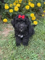 Bella, a female Poodle - Toy  and Miniature Aussiedoodle for sale in Rome, GA – 1 of 3