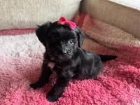 Bella, a female Poodle - Toy  and Miniature Aussiedoodle for sale in Rome, GA – 4 of 5