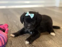 Candy, a female Poodle - Toy  and Miniature Aussiedoodle for sale in Rome, GA – 1 of 5