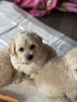 Buddy, a male Poodle - Toy  and Morkie for sale in Rome, GA – Photo 2 of 3