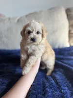 Buddy, a male Poodle - Toy  and Morkie for sale in Rome, GA – Photo 1 of 3