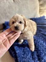 Buddy, a male Poodle - Toy  and Morkie for sale in Rome, GA – Photo 3 of 3
