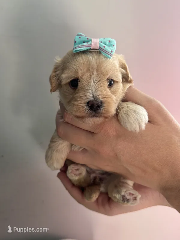 Princess  – Maltipoo puppy for sale in Rome, GA