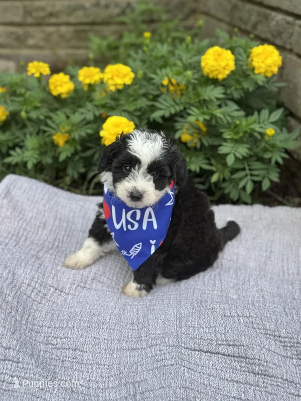 Oreo – Poodle - Toy , Miniature Aussiedoodle puppy for sale in Rome, GA