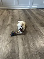 Marshmallow , a male Maltipoo for sale in Rome, GA – 2 of 4