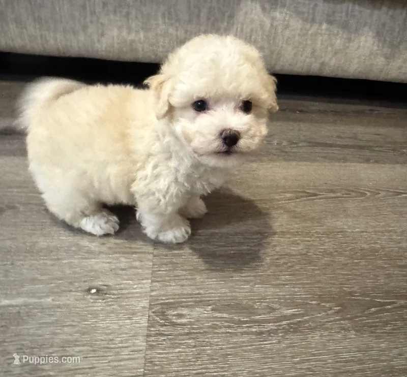 Casper – Maltipoo puppy for sale in Rome, GA
