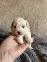 Casper, a male Maltipoo for sale in Rome, GA – 2 of 3