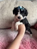 Stella, a female Poodle - Toy  and Miniature Aussiedoodle for sale in Rome, GA – 3 of 5