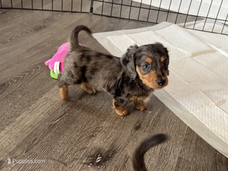 Buddy – Miniature Dachshund puppy for sale in Rome, GA