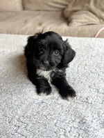 Buddy, a male Poodle - Toy  and Miniature Aussiedoodle for sale in Rome, GA – 4 of 5