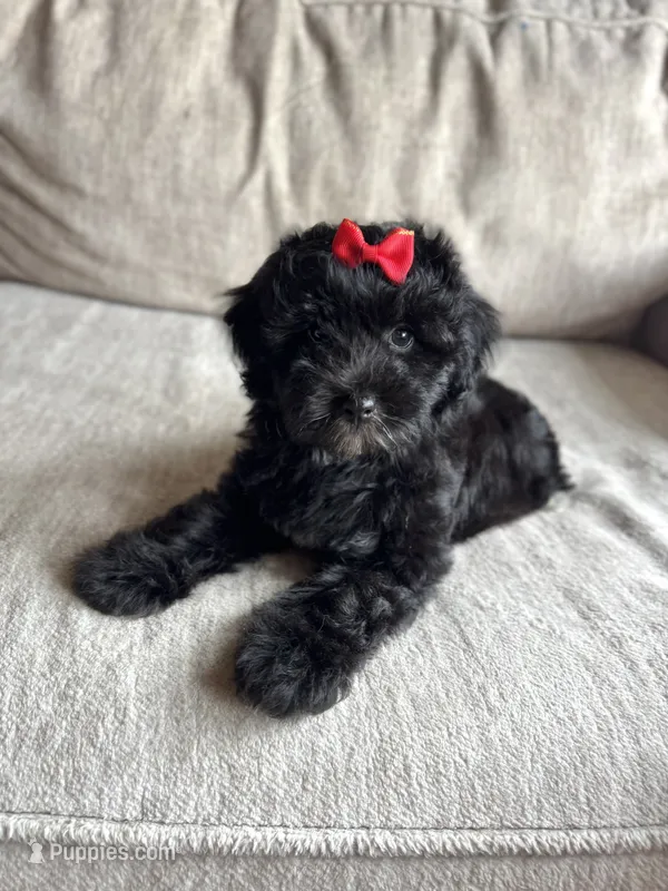 Bella – Poodle - Toy , Miniature Aussiedoodle puppy for sale in Rome, GA