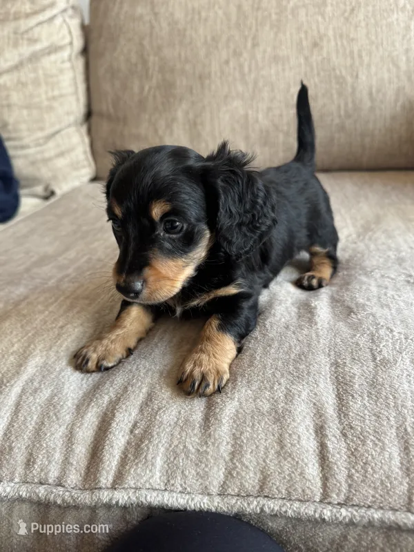 Milo – Miniature Dachshund puppy for sale in Rome, GA