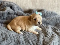 Princess , a female Maltipoo for sale in Rome, GA – 2 of 3