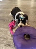 Stella, a female Poodle - Toy  and Miniature Aussiedoodle for sale in Rome, GA – 5 of 5