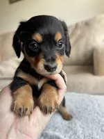Jack, a male Miniature Dachshund for sale in Rome, GA – 2 of 4