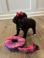 Bella, a female Poodle - Toy  and Miniature Aussiedoodle for sale in Rome, GA – 3 of 5