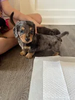 Buddy, a male Miniature Dachshund for sale in Rome, GA – 3 of 4