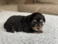 Hank, a male Poodle - Toy  and Miniature Aussiedoodle for sale in Rome, GA – 2 of 4