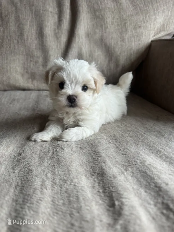 Casper – Maltipoo puppy for sale in Rome, GA
