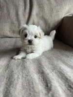 Casper, a male Maltipoo for sale in Rome, GA – 1 of 4