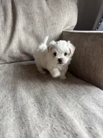 Casper, a male Maltipoo for sale in Rome, GA – 2 of 4