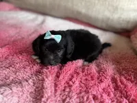 Candy, a female Poodle - Toy  and Miniature Aussiedoodle for sale in Rome, GA – 5 of 5