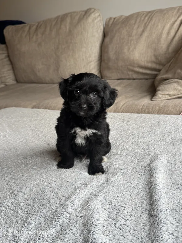Hank – Poodle - Toy , Miniature Aussiedoodle puppy for sale in Rome, GA