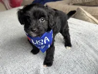 Buddy, a male Poodle - Toy  and Miniature Aussiedoodle for sale in Rome, GA – 2 of 5