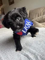 Buddy, a male Poodle - Toy  and Miniature Aussiedoodle for sale in Rome, GA – 5 of 5