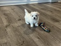 Casper, a male Maltipoo for sale in Rome, GA – 4 of 4