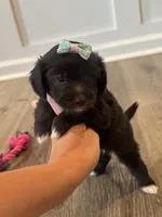 Candy, a female Poodle - Toy  and Miniature Aussiedoodle for sale in Rome, GA – 3 of 5