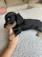 Milo, a male Miniature Dachshund for sale in Rome, GA – 2 of 4