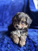 Nugget, a male Poodle - Toy  and Morkie for sale in Rome, GA – Photo 3 of 5