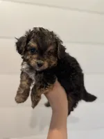 Nugget, a male Poodle - Toy  and Morkie for sale in Rome, GA – Photo 2 of 5